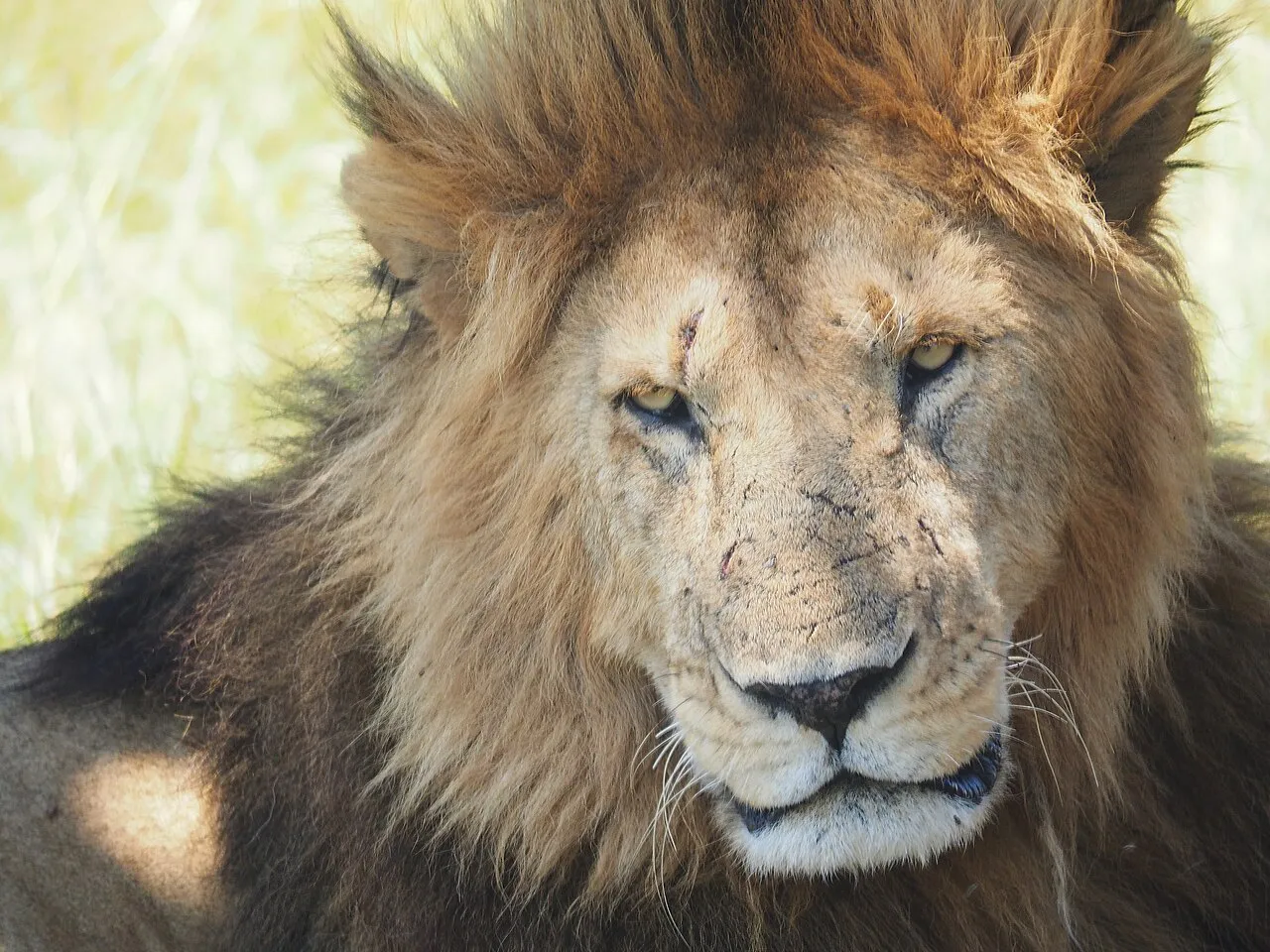 Lions @ Maasai Mara