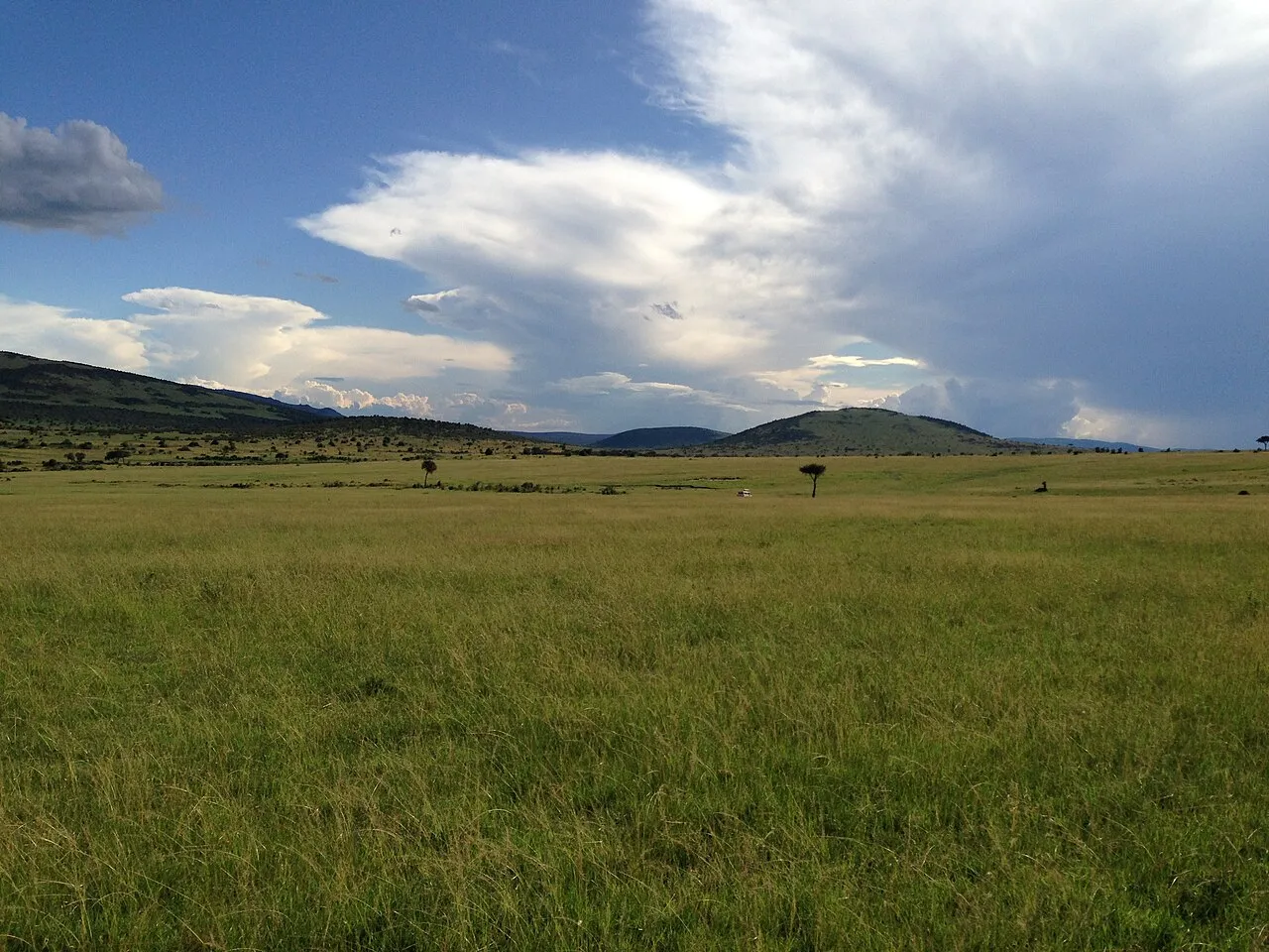 Rolling grasslands of the Maasai Mara
