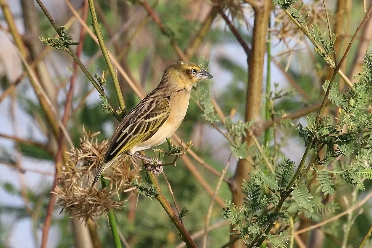 Black-headed weaver ( Ploceus cucullatus bohndorffi ) juvenile, Kakamega Forest, Kenya