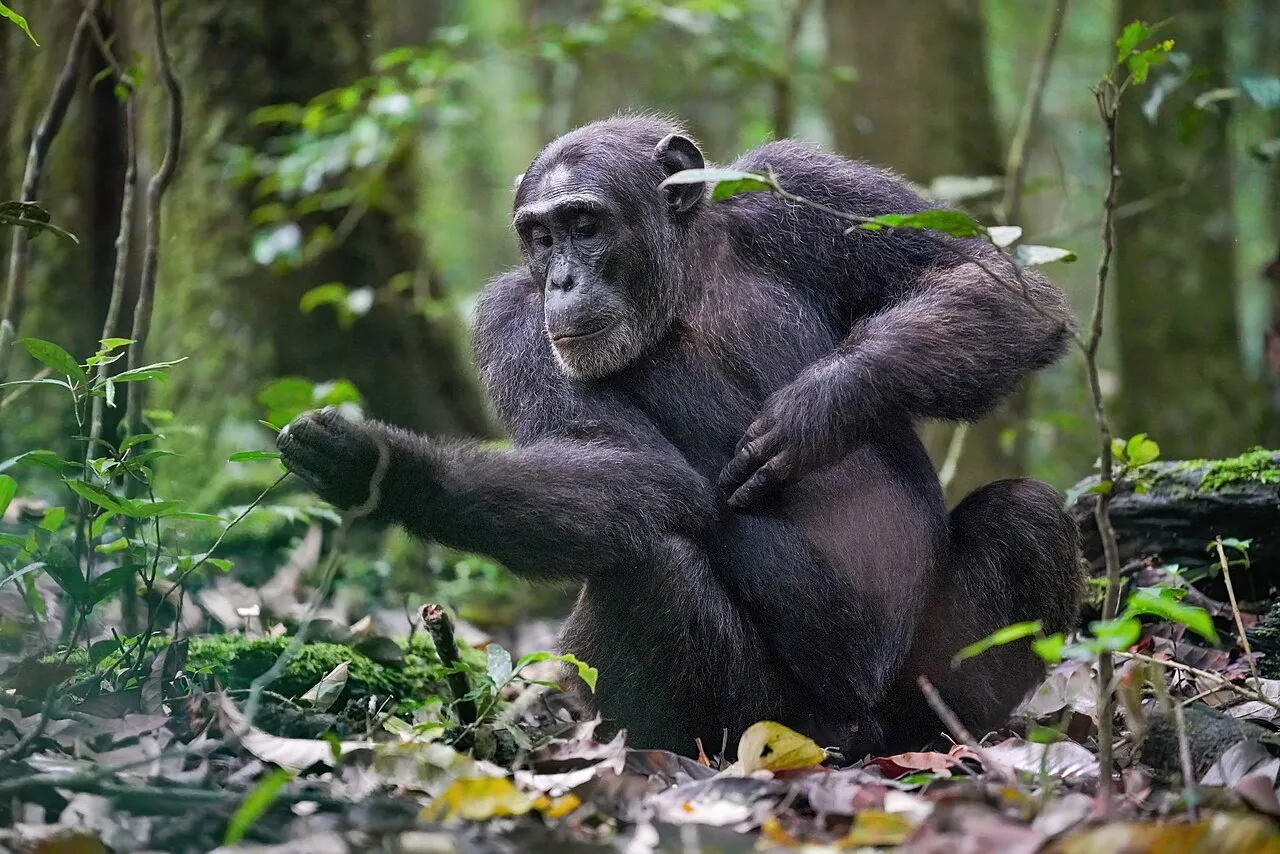 Kyaninga Lodge on day 3 of Uganda: Chimpanzee Trails & Gorilla Encounters