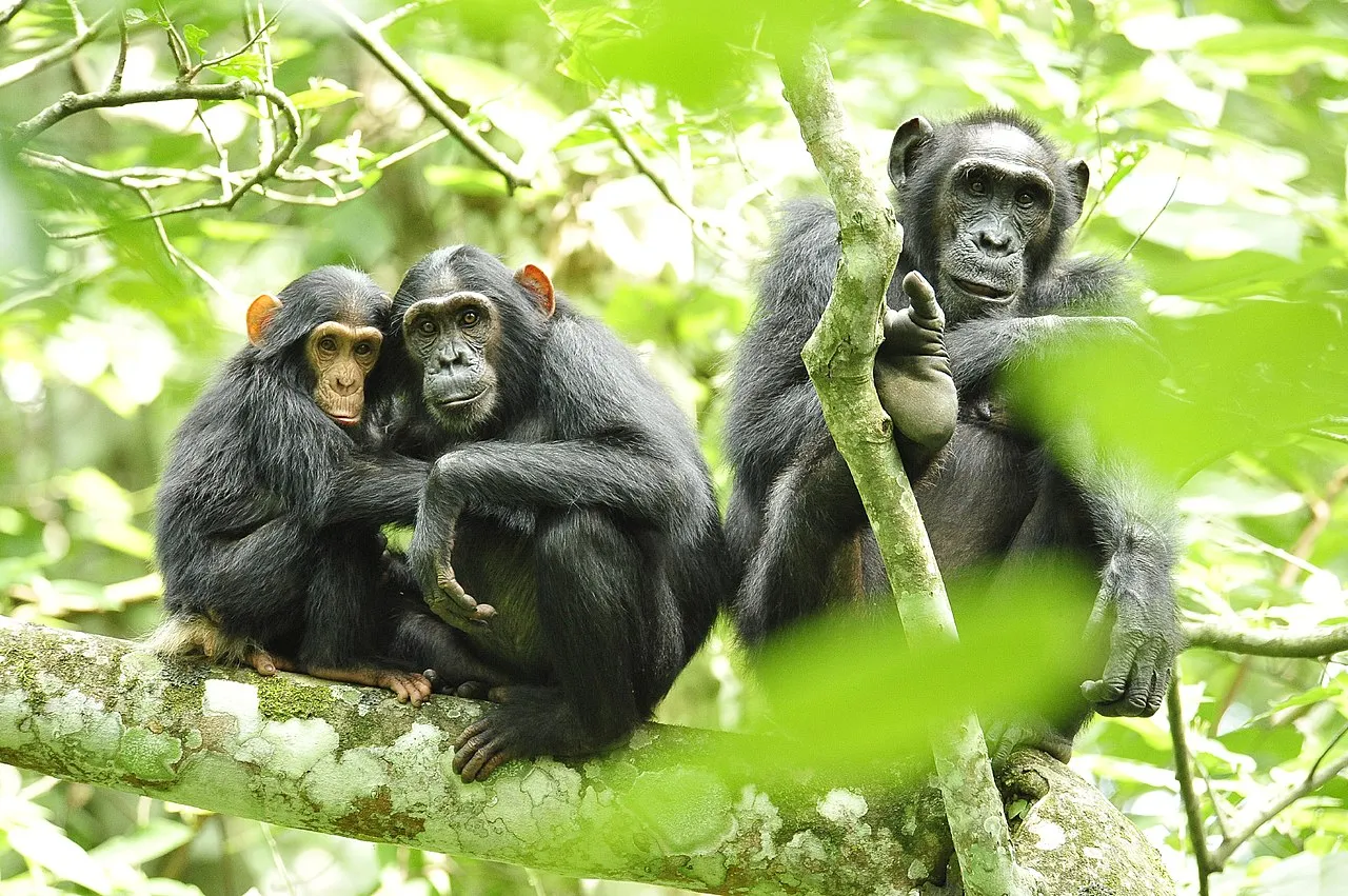Wildlife and game drives near Fairmont Mount Kenya Safari Club in Mount Kenya National Park