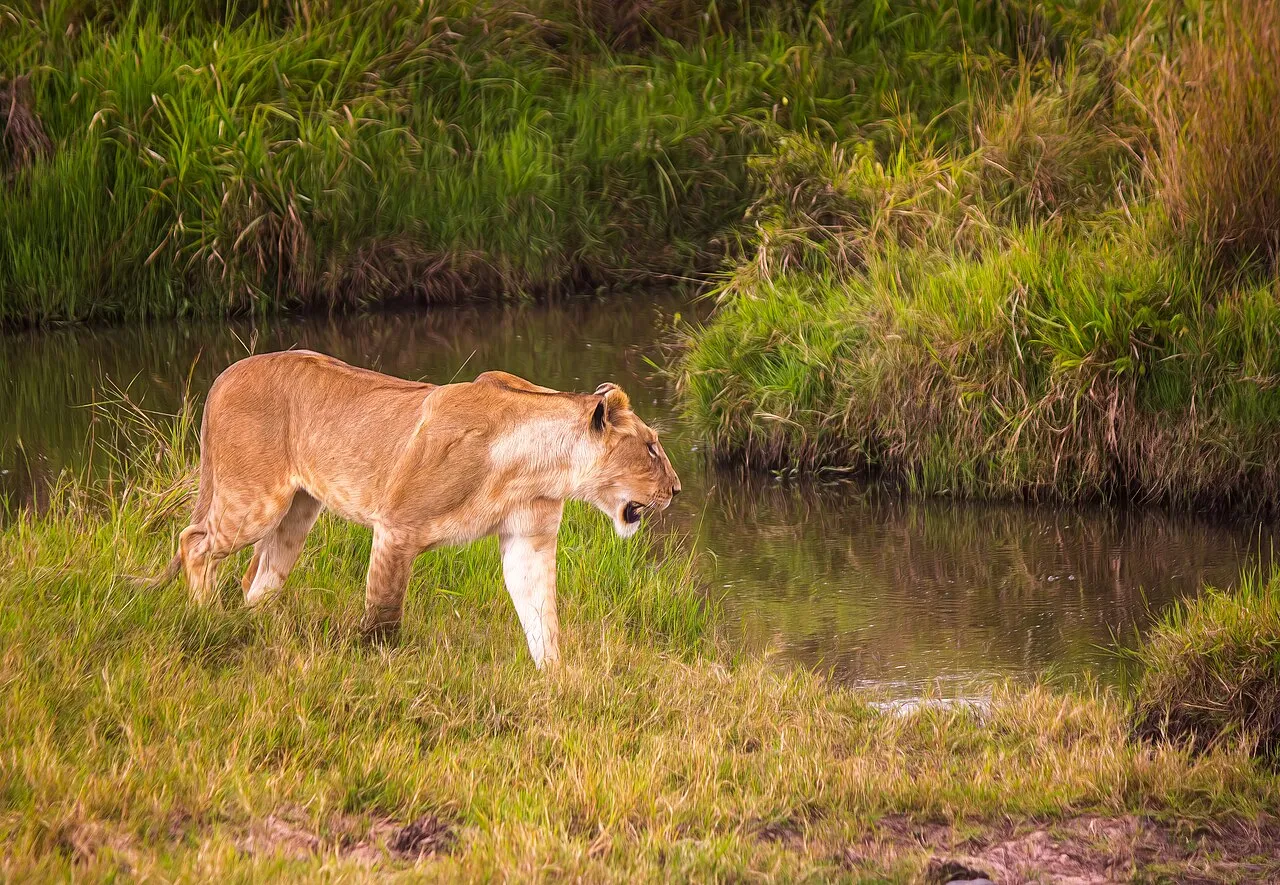 Adolescent Lion, Maasai Mara