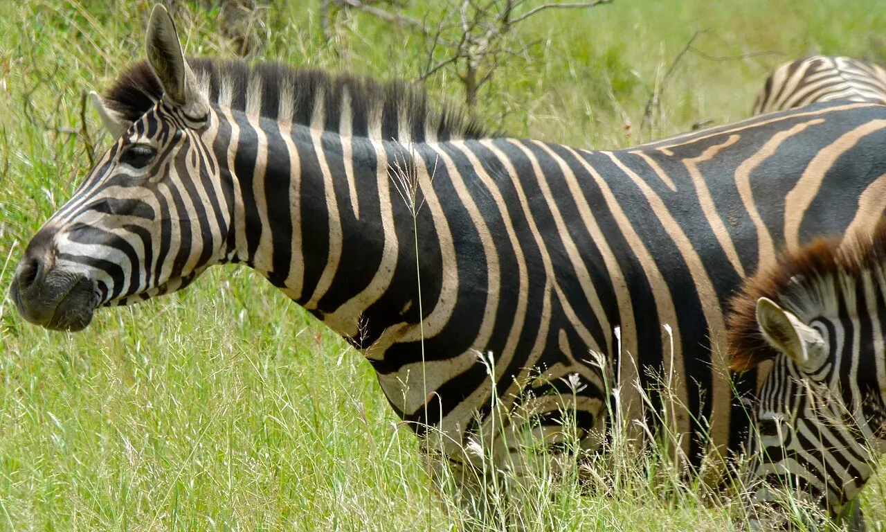 H6 East of Satara, Kruger NP, SOUTH AFRICA