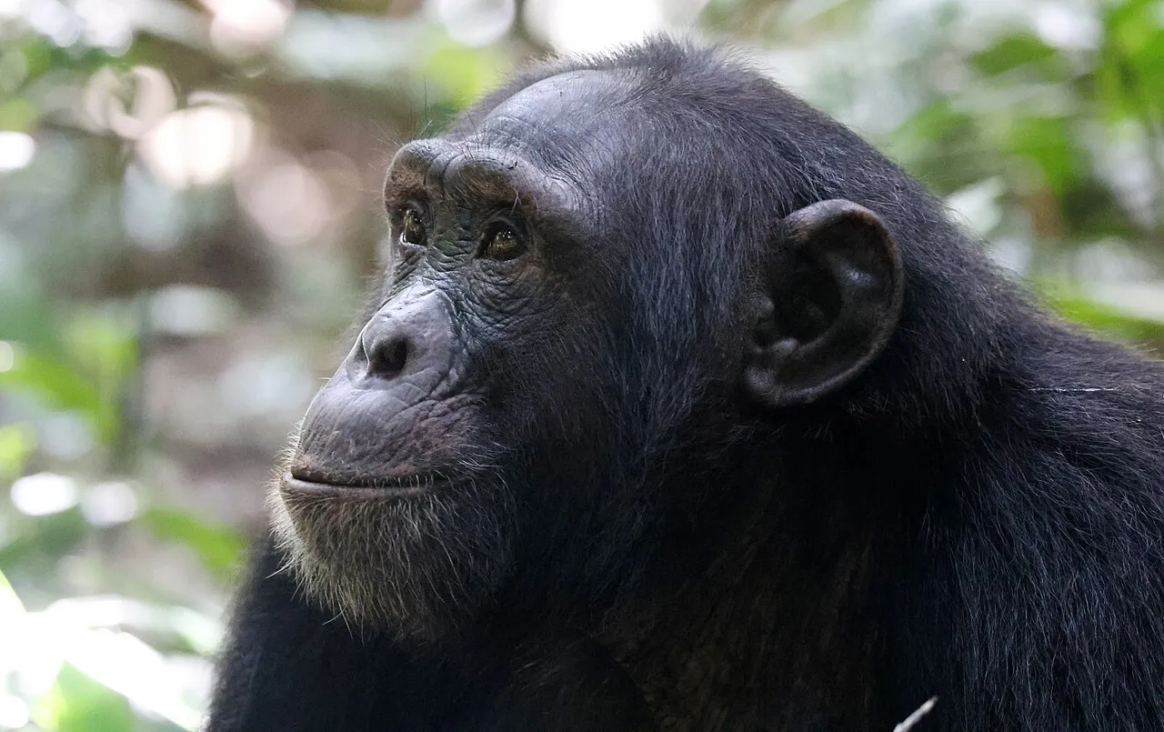 Kibale Forest National Park on day 10 of Rwanda & Uganda: Two Countries, One Gorilla Journey