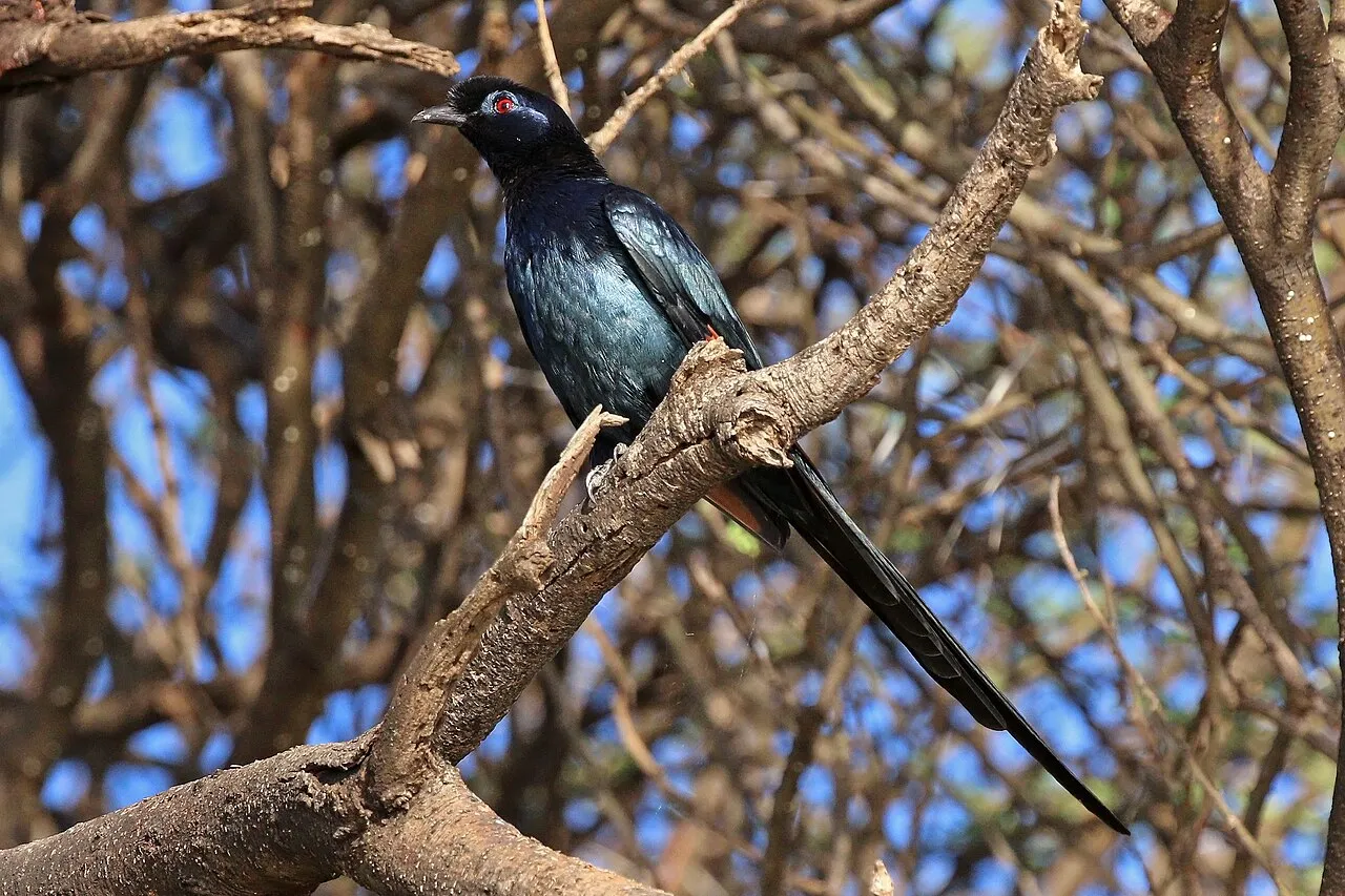 Bristle-crowned starling ( Onychognathus salvadorii ), Lake Baringo, Kenya