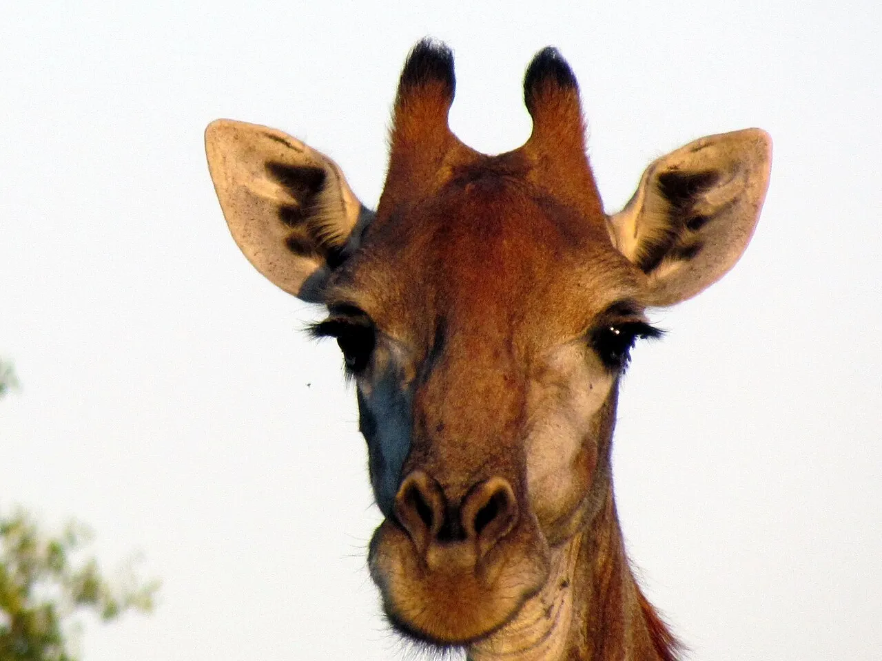 Wildlife and game drives near Kilindi Zanzibar in Matemwe & Mnemba Atoll