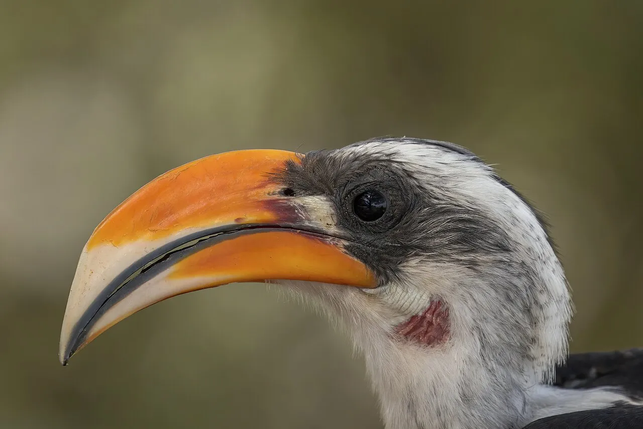 Jackson's hornbill ( Tockus jacksoni ) male, Lake Baringo, Kenya