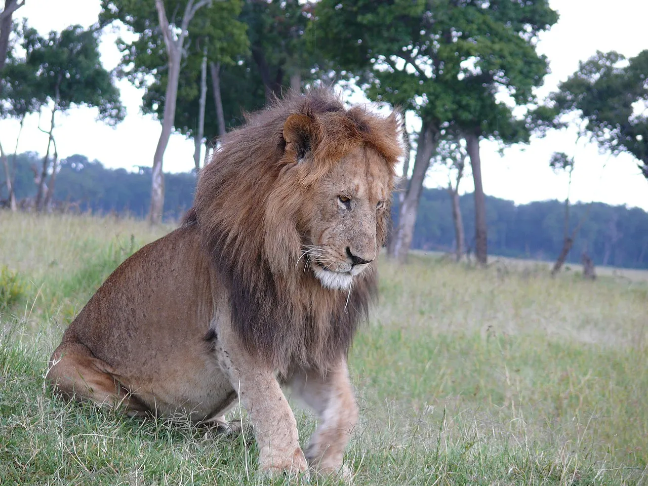 Maasai Mara, Kenya