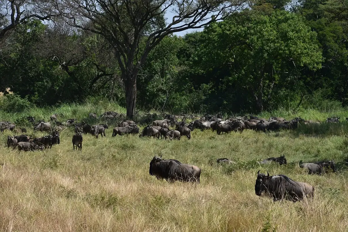 Serengeti safari tours: which area and when