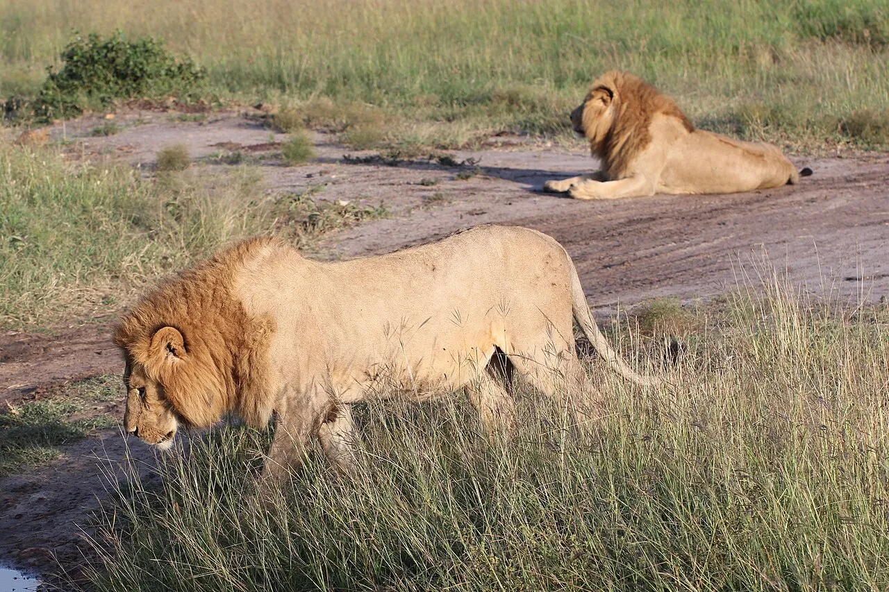 Male lions at dawn at the Maasai Mara. Kenya, June 2018.