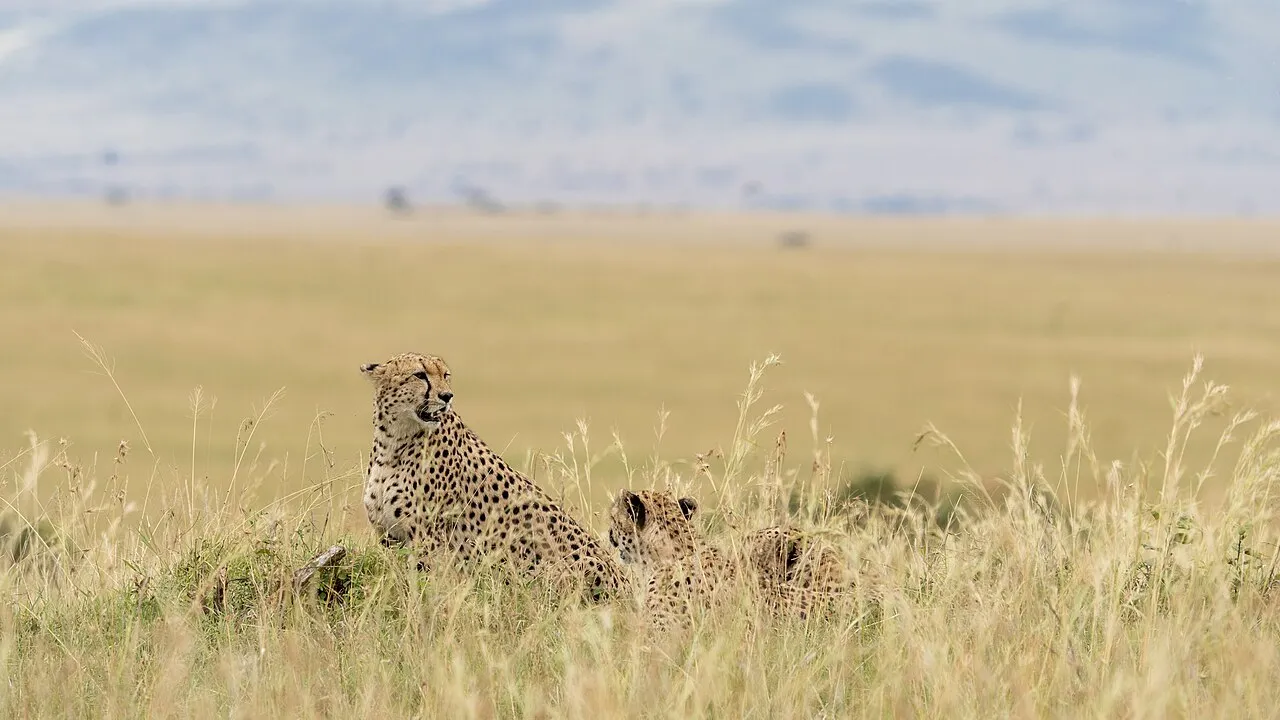 A sunny afternoon during the long rains at Maasai Mara. Apil 2022.