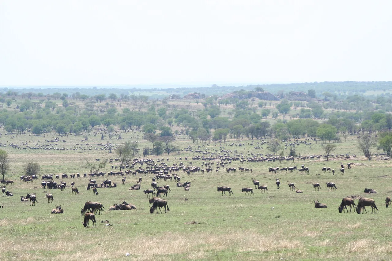 Wildebeest on the Serengeti plains