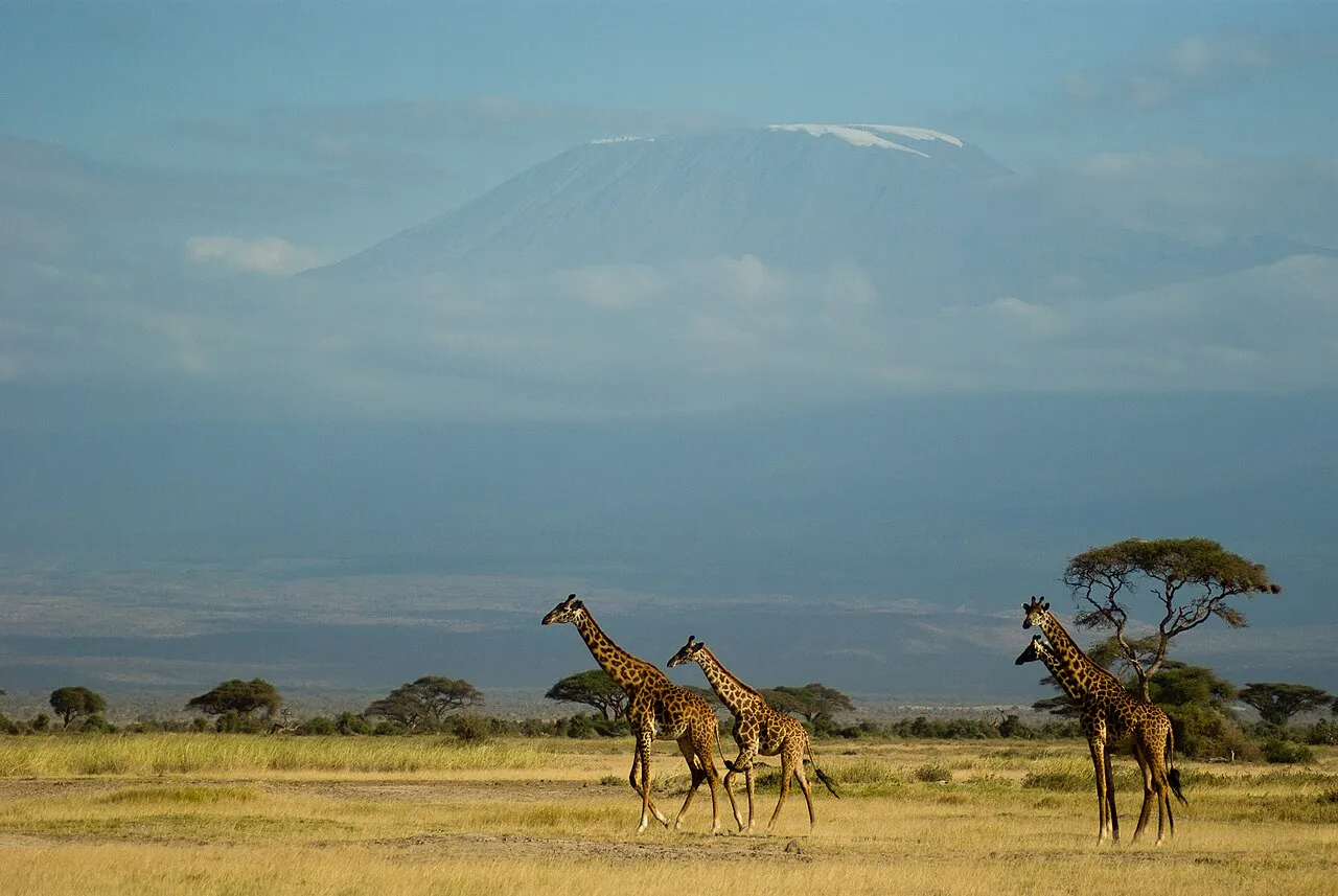 500px provided description: Four giraffes walking not that far from Africa's roof. [#landscape ,#nature ,#animal ,#paysage ,#faune ,#giraffidae ,#Africa ,#Kenya ,#Giraffe ,#Tanzania ,#Kilimanjaro ,#Mammals ,#Amboseli ,#Afrique ,#Mammalia ,#Tanzanie ,#Mammif?res ,#TZA ,#Savane ,#TZ ,#KEN ,#Giraffe Massa? ,#KE ,#neige ?ternelle ,#c?tartiodactyle ,#giraffid? ,#WildlifeWednesday ,#500pxLuxuryTravel]