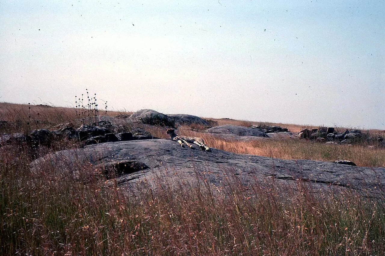 Cheetah