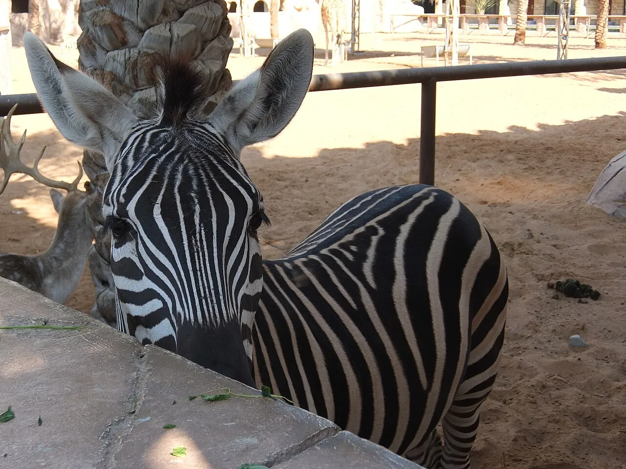 Pity these creatures hae to spend all their lives in a sand pit. In the wild, they live in more lush surroundings. The plains zebra, also known as the common zebra or Burchell's zebra, is the most common and geographically widespread species of zebra. It ranges from the south of Ethiopia through East Africa to as far south as Botswana and eastern South Africa. For pictures of the Masai Zebra in the wild, see my Kenya Animals set. (Emirates Park Zoo, Samha, Abu Dhabi, Jan. 2015) Fauna: Emirates P