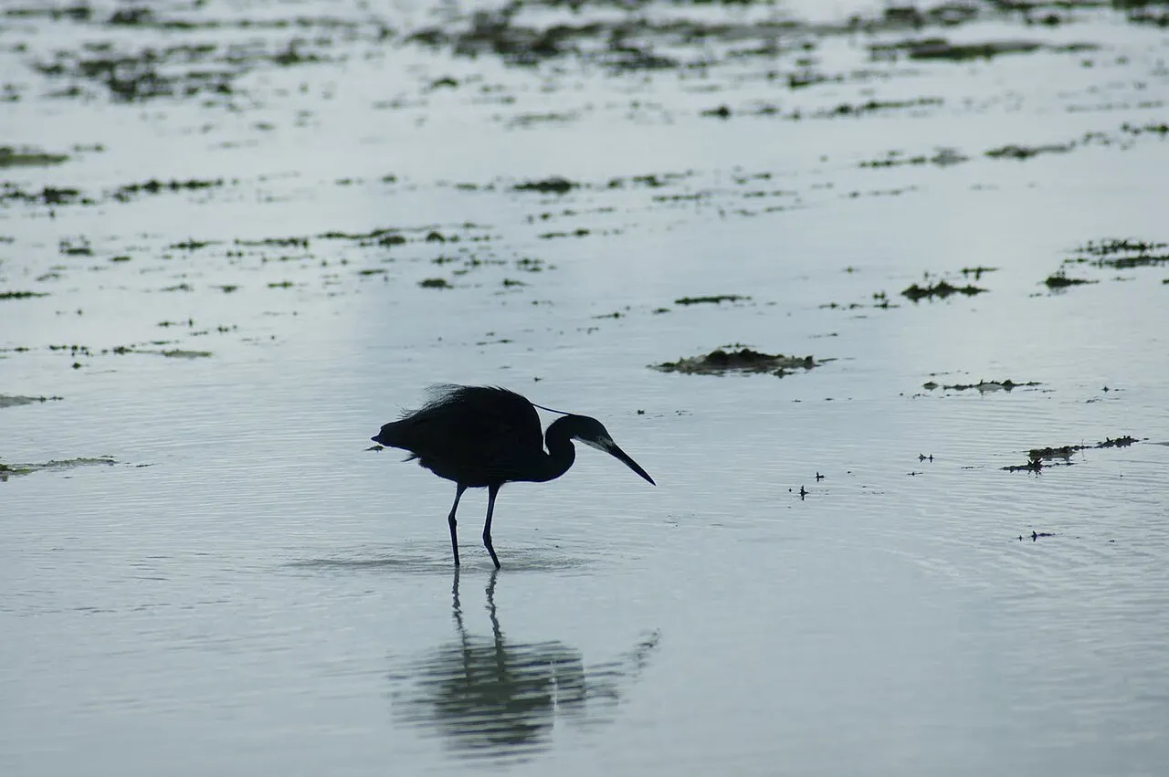 Egretta ardesiaca , Black heron on a beach in Nungwi, Unguja North Region, Zanzibar Island.