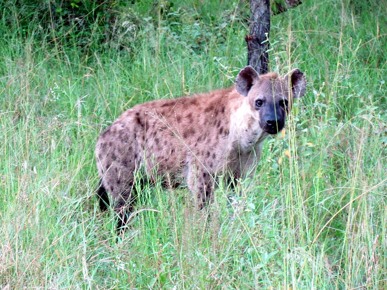 Wildlife and game drives near Mwagusi Safari Camp in Ruaha National Park